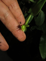 Epidendrum geminiflorum
