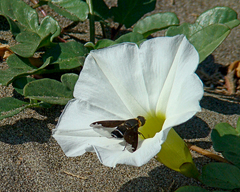 Hemipenthes velutina