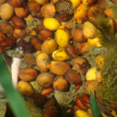 Pelophylax bedriagae