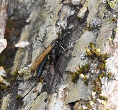 Echthrus niger