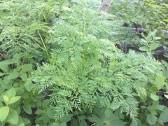 Ligusticum filicinum