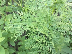 Ligusticum filicinum