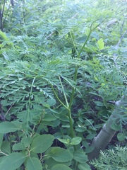 Ligusticum filicinum