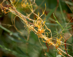 Cuscuta approximata