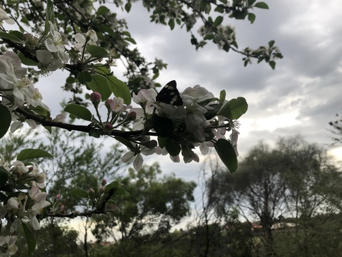 Australian magpie moth photo 3