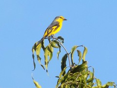 Pericrocotus flammeus