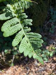 Polypodium scouleri