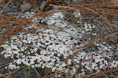 Pyxidanthera brevifolia