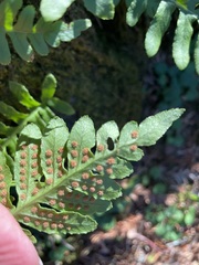 Polypodium scouleri