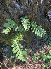 Polypodium scouleri