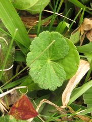 Hydrocotyle bonplandii