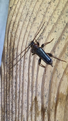 Phymatodes testaceus