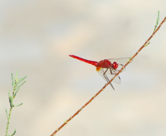 Crocothemis