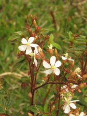 Chaetogastra ciliaris