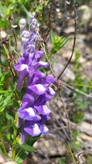 Scutellaria baicalensis