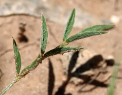 Astragalus nuttallianus