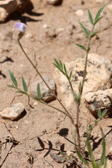 Astragalus nuttallianus