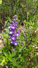 Scutellaria baicalensis