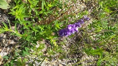 Scutellaria baicalensis