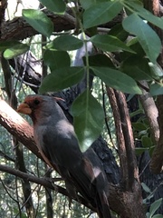 Cardinalis