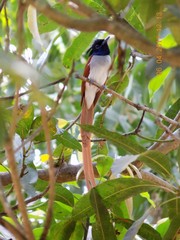 Indian Paradise-Flycatcher photo 6