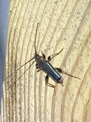 Phymatodes testaceus