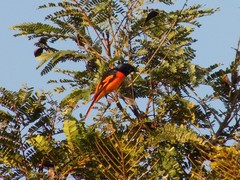 Pericrocotus flammeus