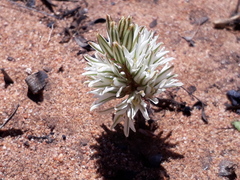 Eriospermum paradoxum