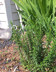 Conradina brevifolia