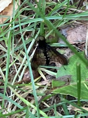 Chrysopilus connexus