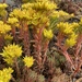 Lanceleaf Stonecrop - Photo (c) Peter Zika, some rights reserved (CC BY-NC), uploaded by Peter Zika