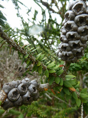 Melaleuca diosmifolia