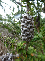 Melaleuca diosmifolia