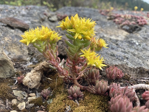 Sedum lanceolatum