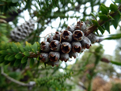 Melaleuca diosmifolia