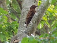 Micropternus brachyurus