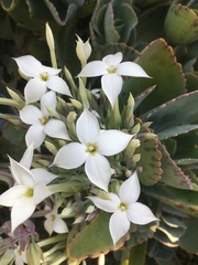 Kalanchoe marmorata