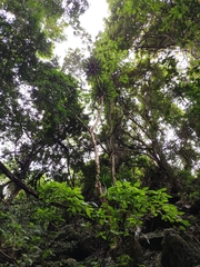 Dracaena cambodiana