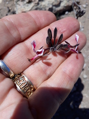 Pelargonium dipetalum