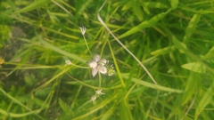 Allium canadense canadense