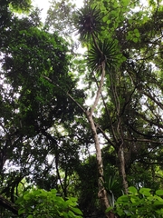 Dracaena cambodiana