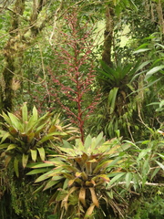 Tillandsia tovarensis