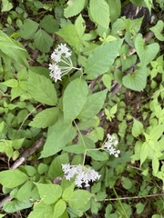 Asclepias quadrifolia