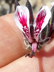 Pelargonium dipetalum