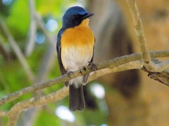 Cyornis tickelliae