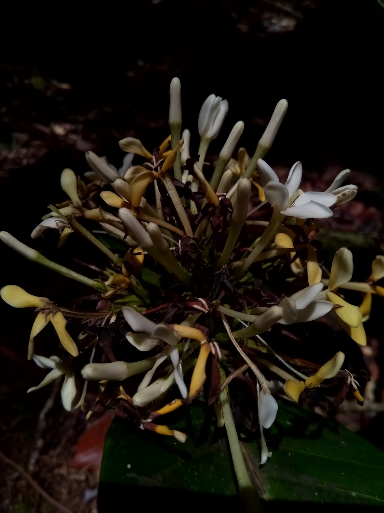 Robbrechtia
