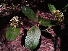Robbrechtia grandifolia image