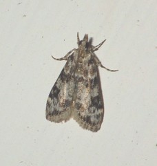 Eudonia delunella