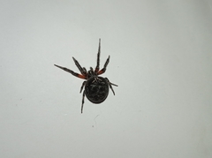 Araneus granadensis