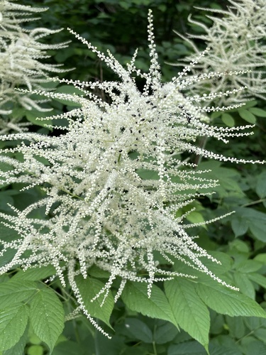 Aruncus dioicus var. dioicus